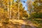 Path in the October autumn forest. Autumn scene on a clear sunny day