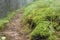 The path through the old misty forest that was mossy