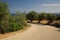 Path through the olive groves