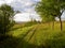 The path overgrown with grass leads through the trees and disappears into the distance