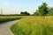 Path in overgrown Mitino landscape park in summer morning. Moscow, Russia