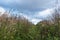 A path overgrown with tall dry grass against the background of a cloudy sky