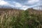 A path overgrown with tall dry grass against the background of a cloudy sky