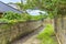 Path overgrown with weeds and lichen moss and overlooked by Japanese morning glory flowers.