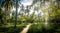 Path on a Palm Tree Forest - Tayrona Natural National Park, Colombia