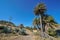 Path palms and agaves Cabo de Gata-Nijar Spain