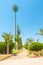 Path between palms in Marrakech.