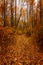 Path in a park covered with fiery golden fallen leaves