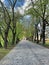 Path in the park, street made of stones, avenue in the city between trees, walkway among trees with benches, rubbish bins and old-