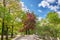 A path in a park among trees with blossoming leaves on Elagin Island in St. Petersburg