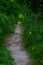 Path. the path on the mountain route Tache Ionescu from Pichetul Rosu To the chalet ~ Malaiesti. photo during the day.