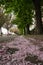 A path of petals fallen from the trees in spring, Budapest, Hungary