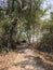 Path through Phanom Sawai Forest Park