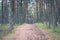 Path in pine cone forest