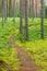 Path in a pine forest