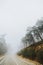 Path in Pine forest and cedar trees in foggy weather