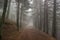 Path in the pine forest with ferns in Sierra de Guadarrama National Park