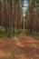 Path in the pine forest. National park. Russia, Kaliningrad, Zelenogradsk, Curonian Spit in the area of the height of Efa