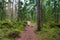 Path in pine forest in Park Mon Repos, Vyborg, Russia