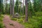 Path in pine forest in Park Mon Repos, Vyborg, Russia