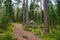 Path in pine forest in Park Mon Repos, Vyborg, Russia