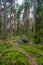 Path in pine forest in Park Mon Repos, Vyborg, Russia