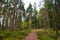 Path in pine forest in Park Mon Repos, Vyborg, Russia