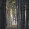 A path in a pine forest. Tunnel between trees. Mystical atmosphere