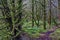 Path through pine trees (pinus)covered in Lanky moss (Rhytidiadelphus loreus) in