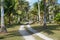 Path through plantation of coconut trees