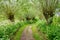 Path between pollard willow trees in springtime