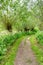 Path between pollard willow trees in springtime