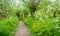 Path between pollard willow trees in springtime