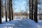 A path with puddles in the forest in early spring among the snow in sunny weather