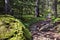 Path in the Pyrenees forest