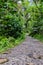 A path in the rainforest