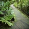 Path in rainforest.