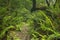 Path through rainforest in the Garden Route NP, South Africa