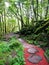 Path in rainforest of the Parque da Grena nature reserve at Lake Furnas Azores archipelago