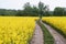 Path in a rapeseed field, a path among flowering rapeseed