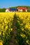 Path in rapeseed to modern farm