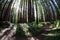 Path Through Redwood Forest