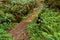 Path through redwood forest among ferns