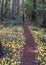 Path Through Redwood Forest in Northern California