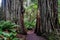 Path between redwood trees