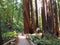 A Path through Redwood Trees