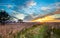 Path through reed field at sunset