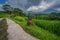 Path through the ricefields of Jatiluwih