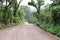 Path through rich highlands vegetation along the caffeinated com