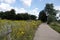 Path by the River Chelmer through the fields with wildflowers at Sandford Mill, Chelmsford, Essex